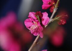 春燐　紅梅　Ⅱ