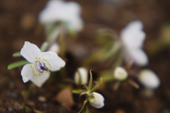 仲春　セツブンソウ　Ⅲ