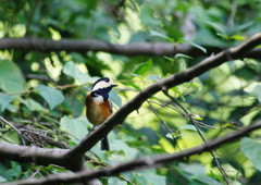 野鳥を追って　ヤマガラ