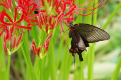 虫達を追って　クロアゲハ