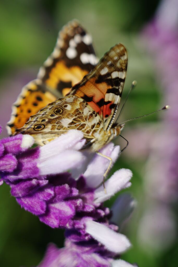 落日　タテハチョウ