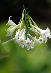 夏を探して　高砂ユリ