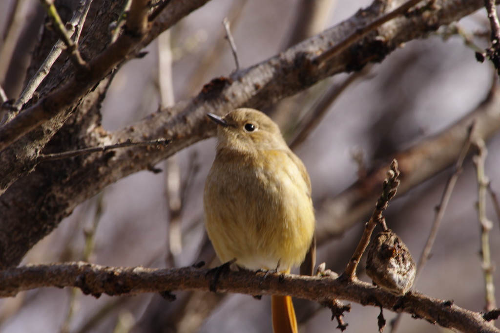 野鳥を追って　ジョウビタキ