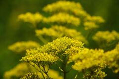 蝉鳴く　オミナエシ