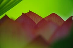 蝉鳴く　ハス　Ⅱ