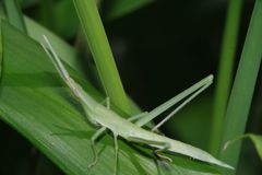 仲夏　ショウリョウバッタ