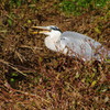 野鳥を探して　アオサギ　Ⅱ