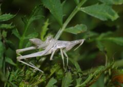 秋思　バッタのヌケガラ