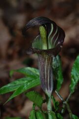 仲春　マムシグサ