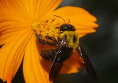 行秋　クマバチ