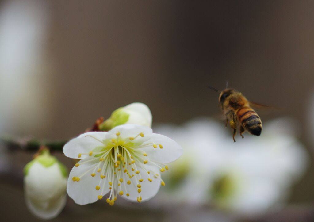 梅とミツバチ