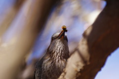 野鳥を探して　ヒヨドリ　Ⅱ