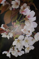 春暖　ヤマザクラ