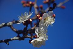 春燐　梅　Ⅱ