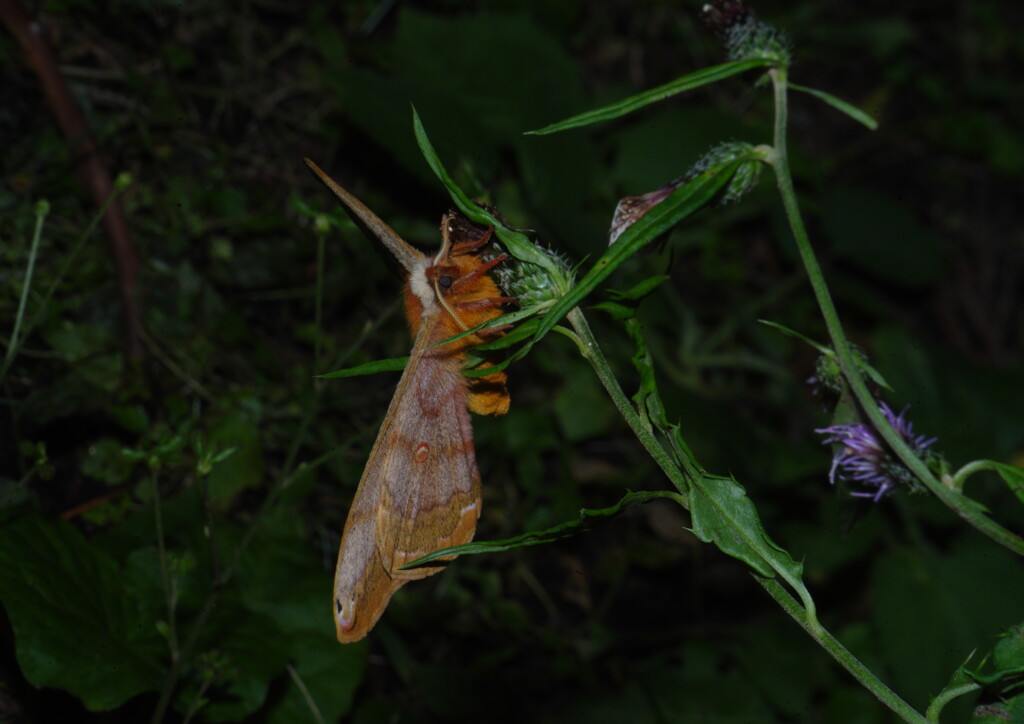 落日　ヤマアザミに蛾　Ⅱ