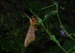 落日　ヤマアザミに蛾　Ⅱ