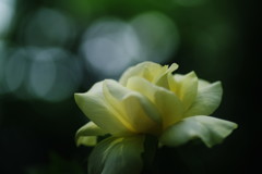 晩夏　夏バラ　Ⅱ