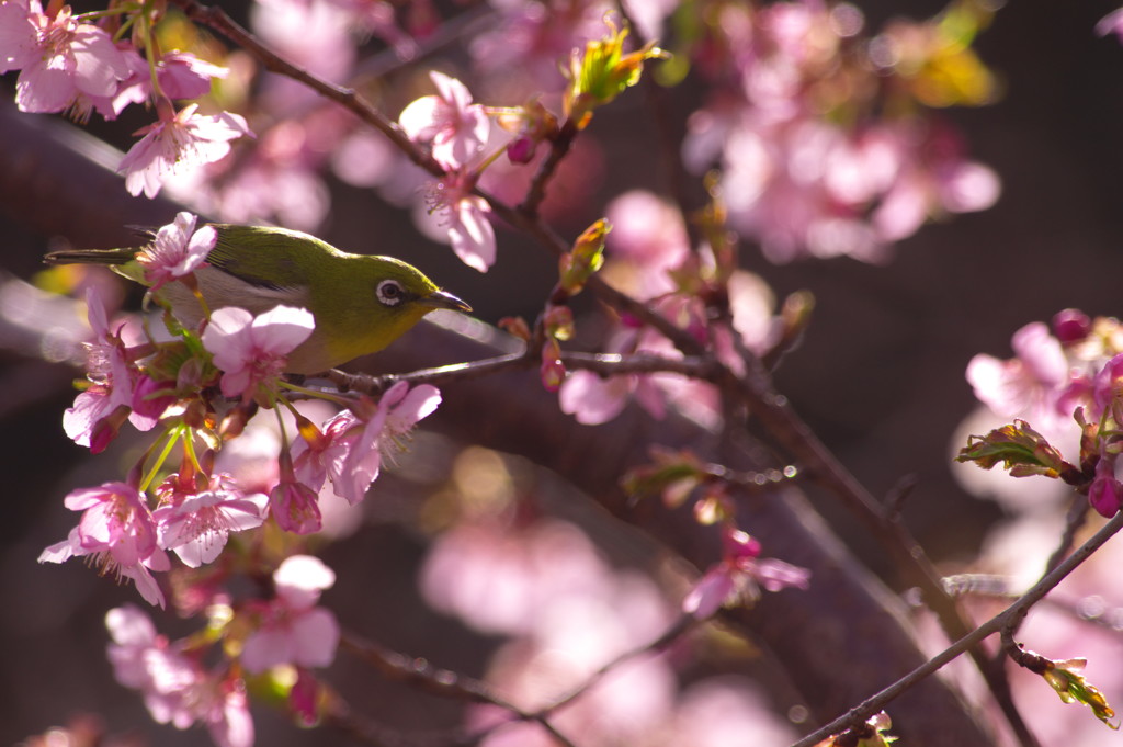 春を探して　河津桜
