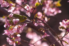 春を探して　河津桜