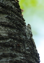 虫を追って　ニイニイゼミ？