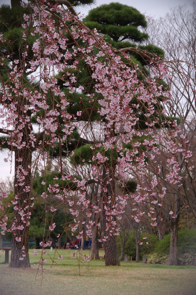 春風　枝垂桜