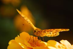 小春　ヒョウモンチョウ？