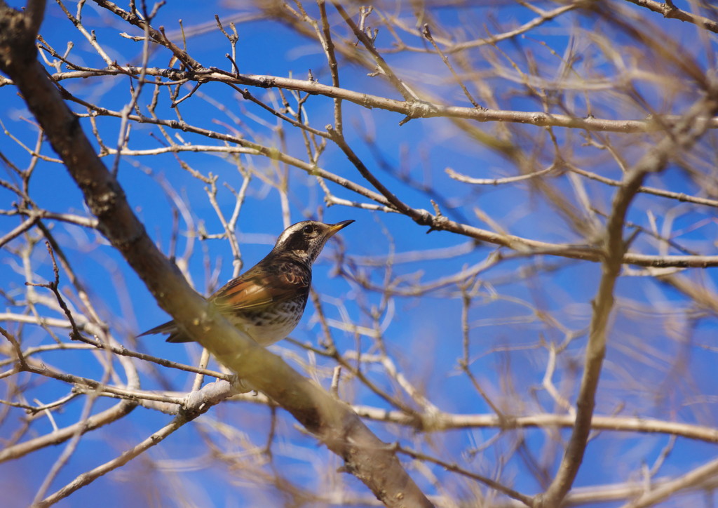 野鳥を探して　ツグミ