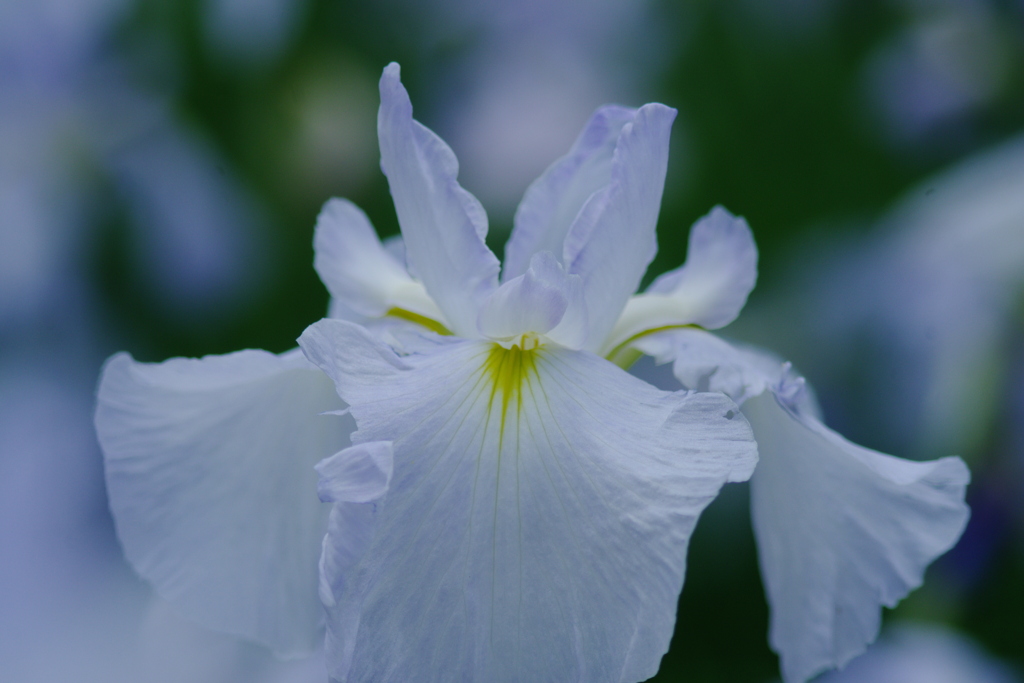 菖蒲