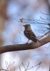 野鳥を探して　アトリ？