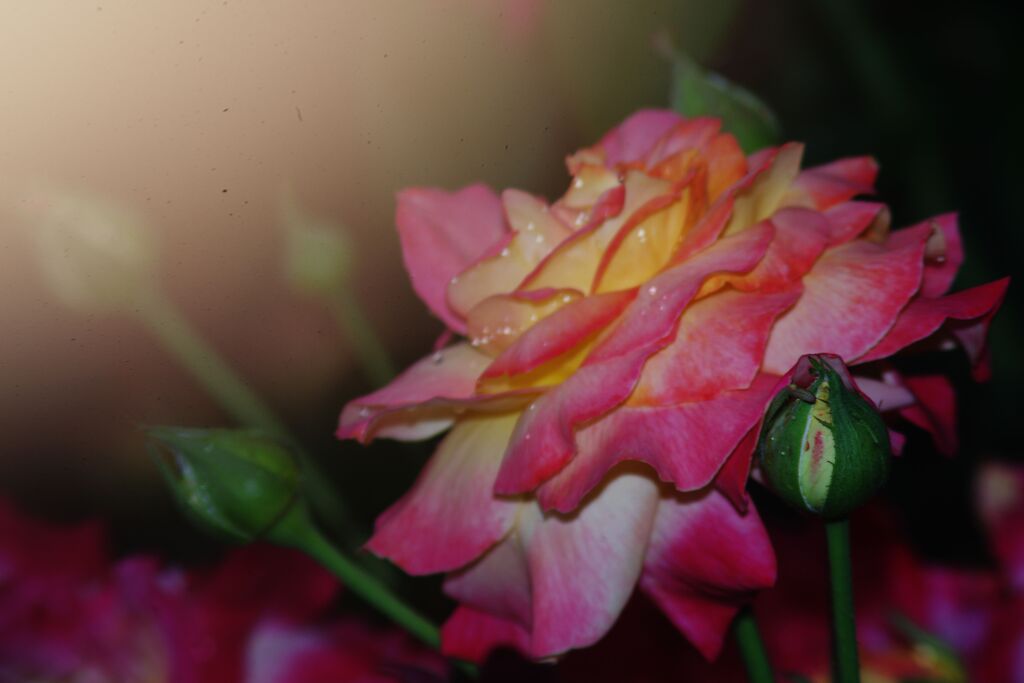 青楓　薔薇