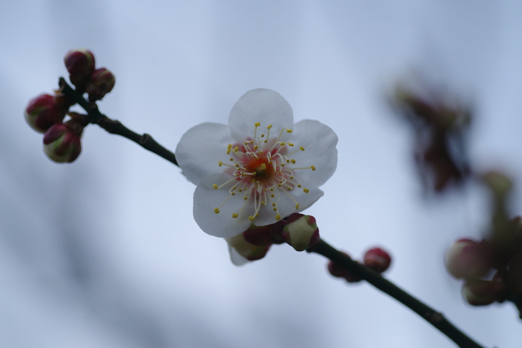 初春　白梅　Ⅱ