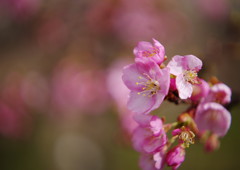 春暖　河津桜　Ⅱ