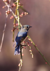 ルリビタキ　♀　？