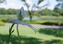 夏を探して　サギソウ　Ⅱ