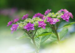 万緑　アジサイ