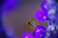 花と虫達　セセリチョウ　Ⅱ