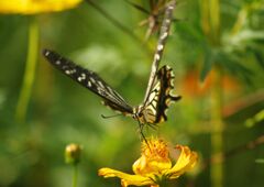 万来　アゲハチョウ　Ⅱ