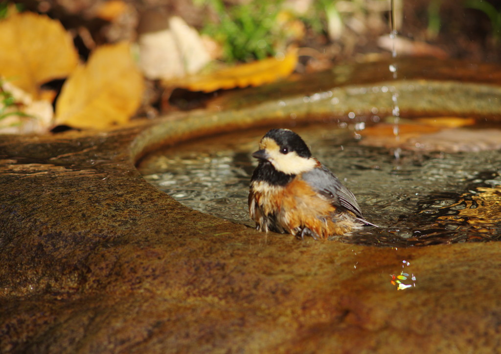 野鳥を追って　ヤマガラ　Ⅲ