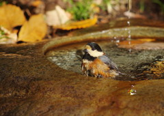 野鳥を追って　ヤマガラ　Ⅲ