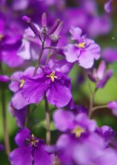 花春　ハナダイコン