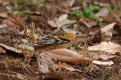 野鳥を探して　アトリ