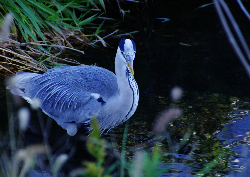 野鳥を探して　アオサギ