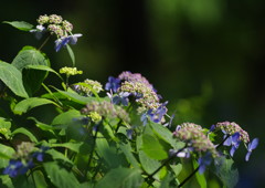 向暑　紫陽花　Ⅱ