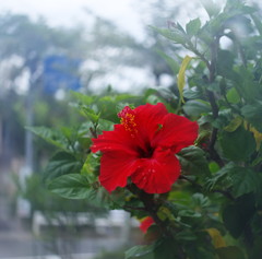 晩夏　ハイビスカス　Ⅱ