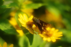 花と蝶　セセリチョウ　Ⅱ