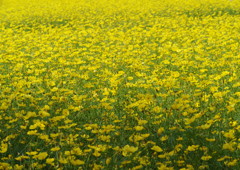 初秋　コスモス