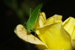 落日　キリギリス