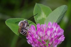 暮春　ミツバチ