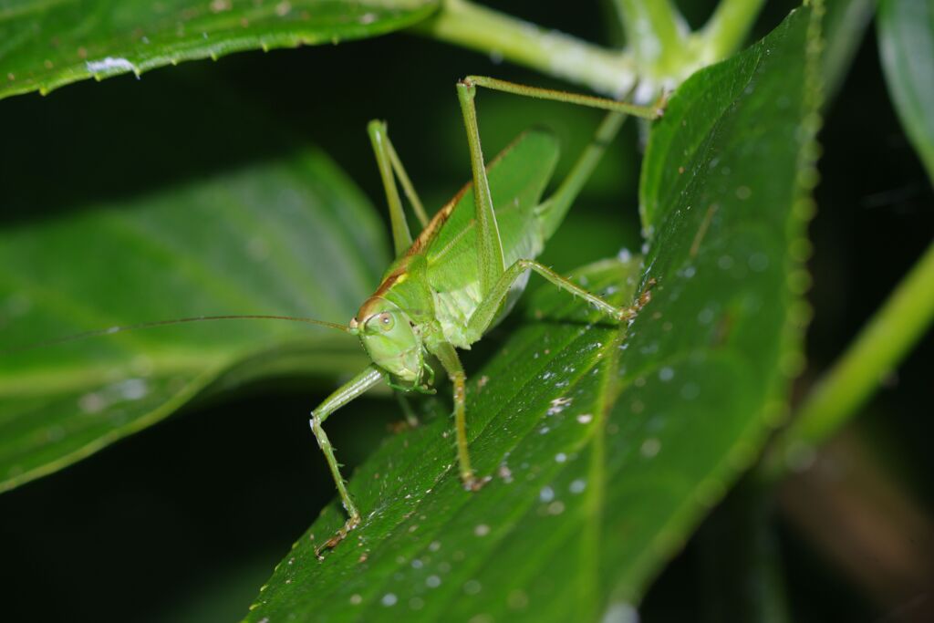 季夏　キリギリス？