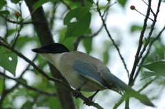 野鳥を探して　オナガ